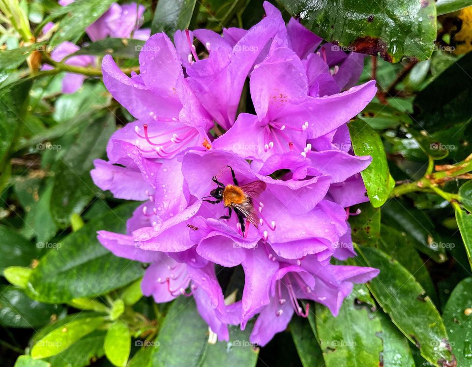 Close up of bright purple Rhododendron flower inflorescence with the bee picking nectar