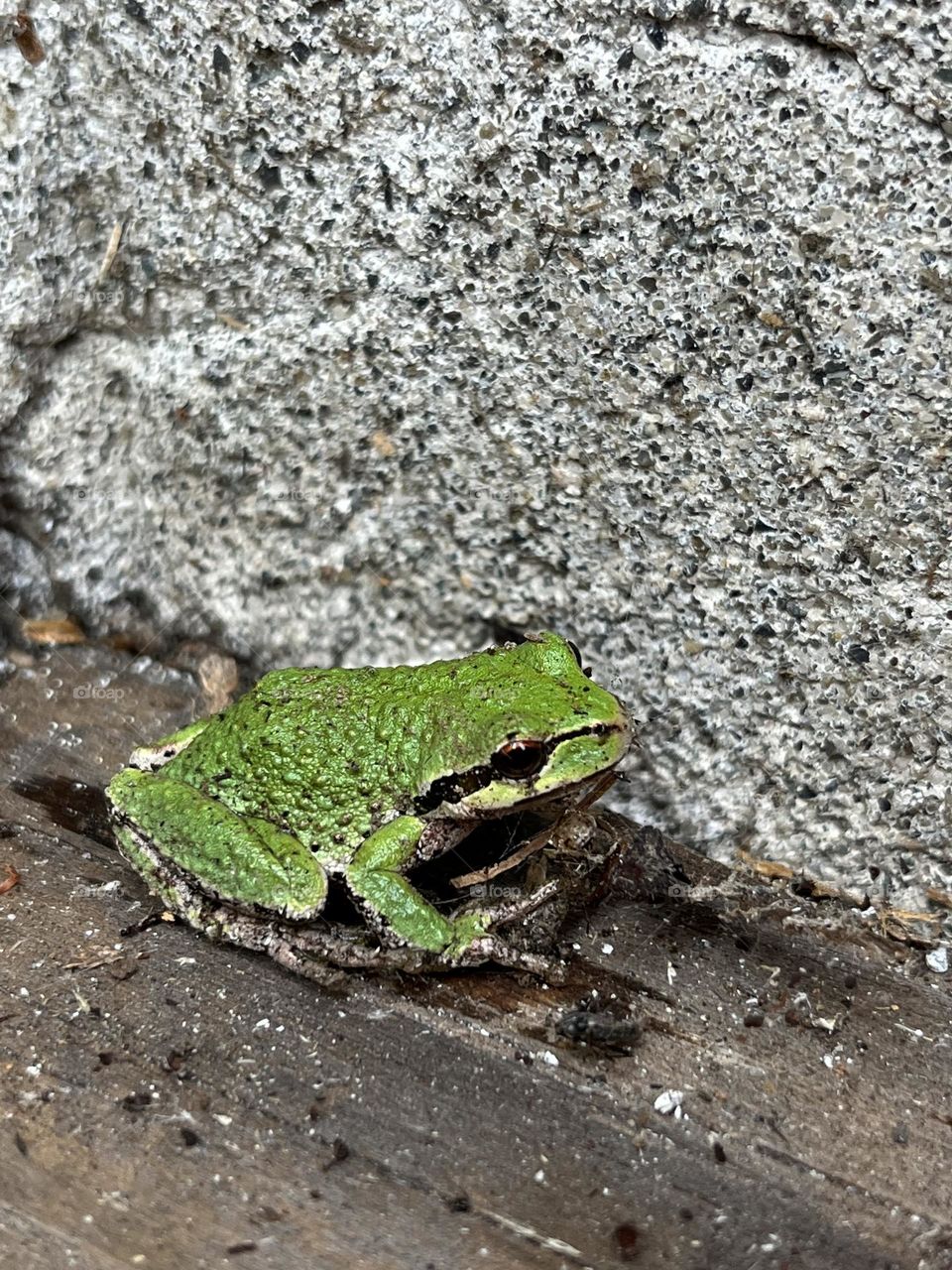 Frog up close 