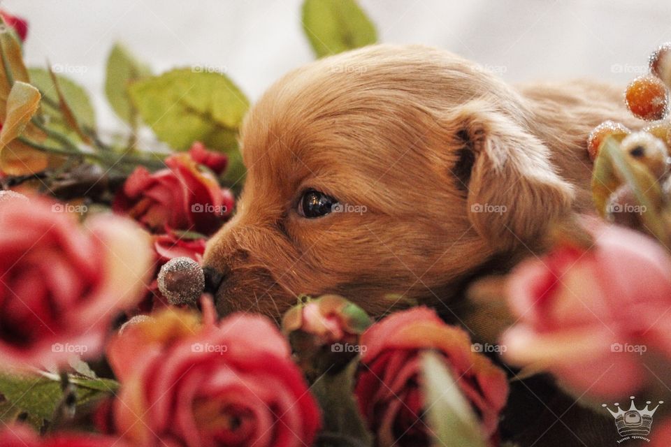 a little dog on roses.