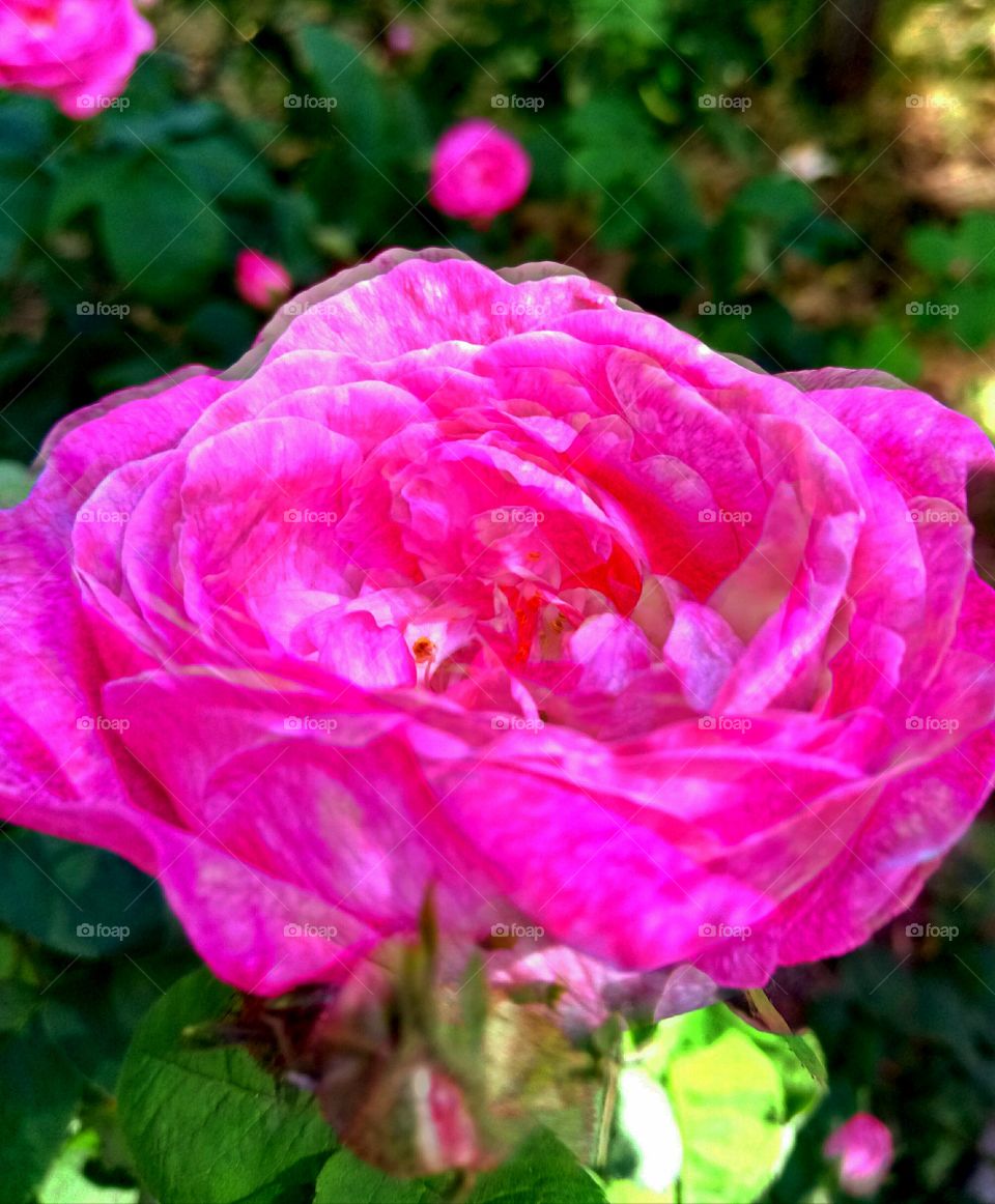 Flower, Flora, Rose, Garden, Nature