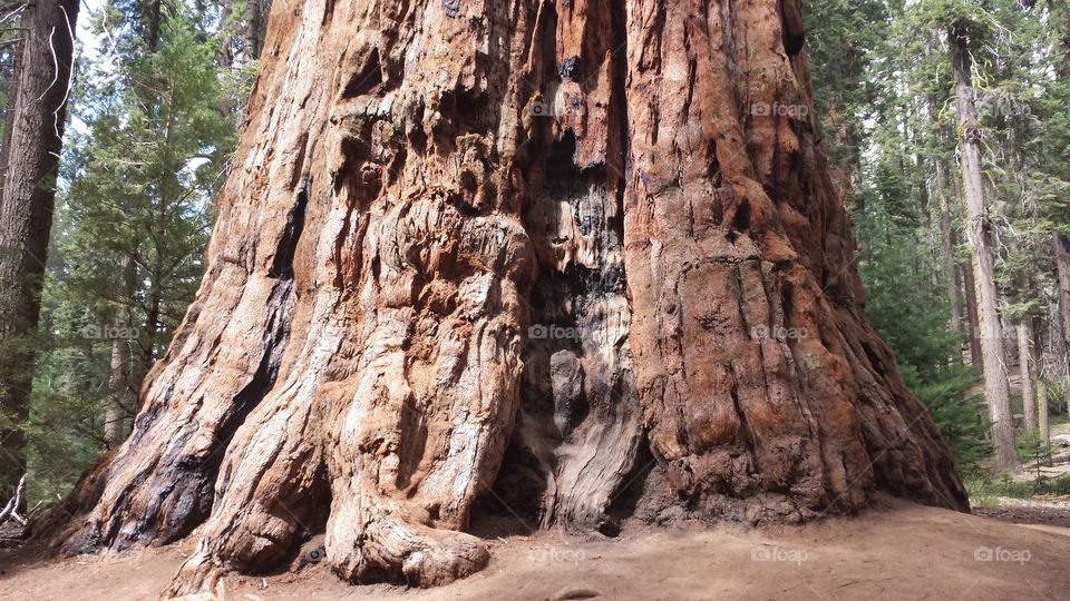 Tree, Wood, Nature, Sequoia, Travel