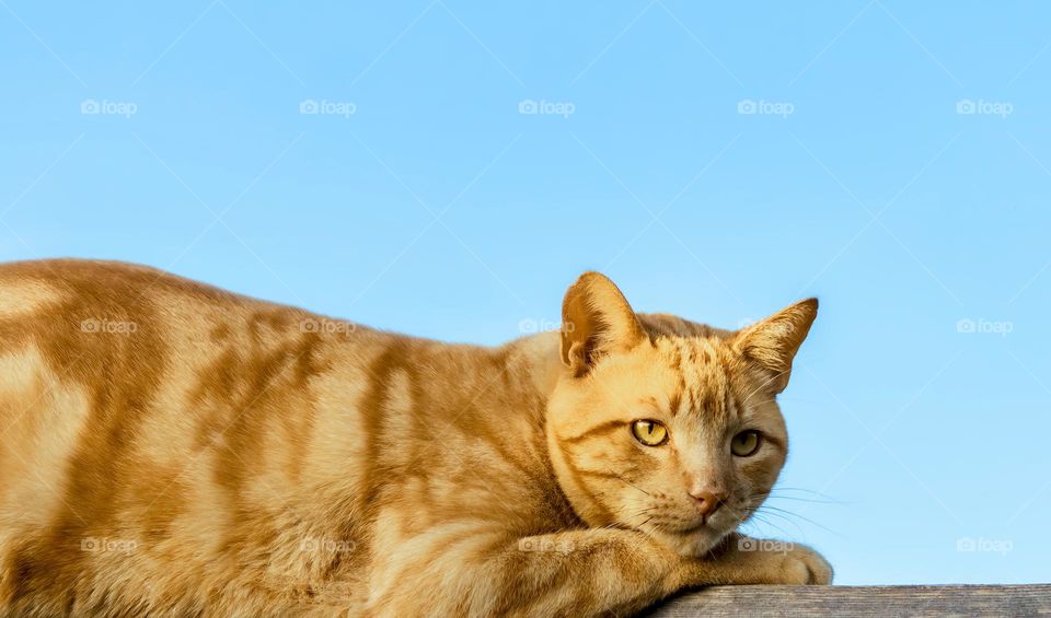 Orange cat & blue sky