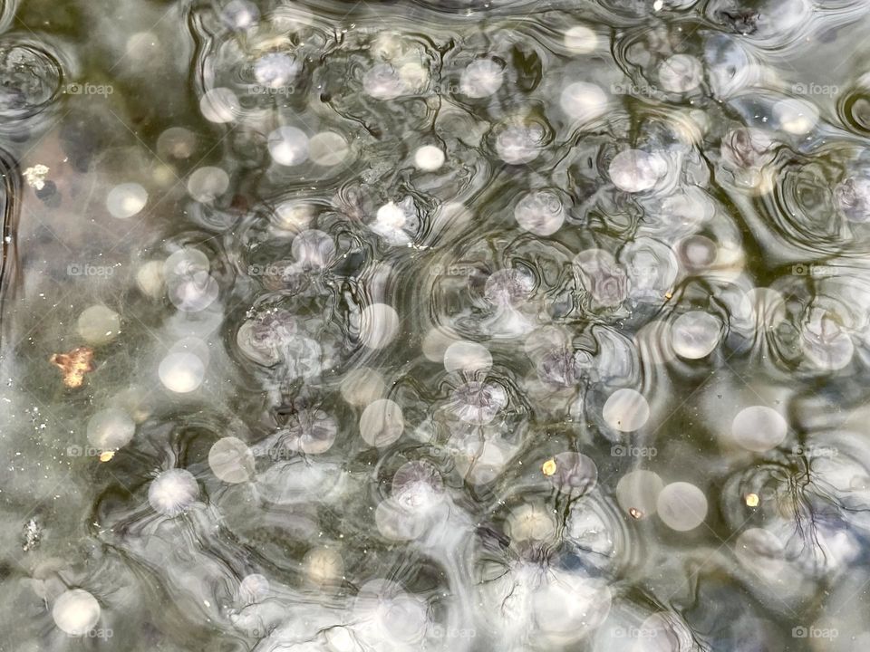 A mass is wood frog eggs in a marshy area