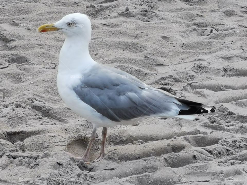 Lachmöwe am Strand