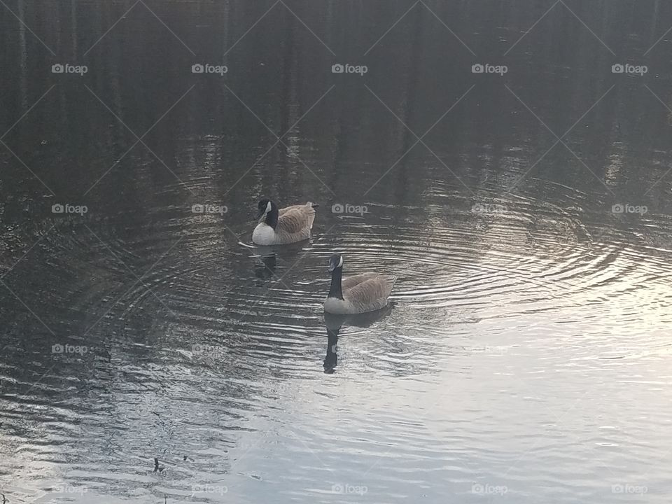 local pair of geese that live in the pond near my home.