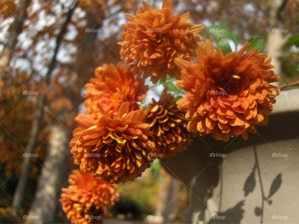 flowers orange fall by Amy