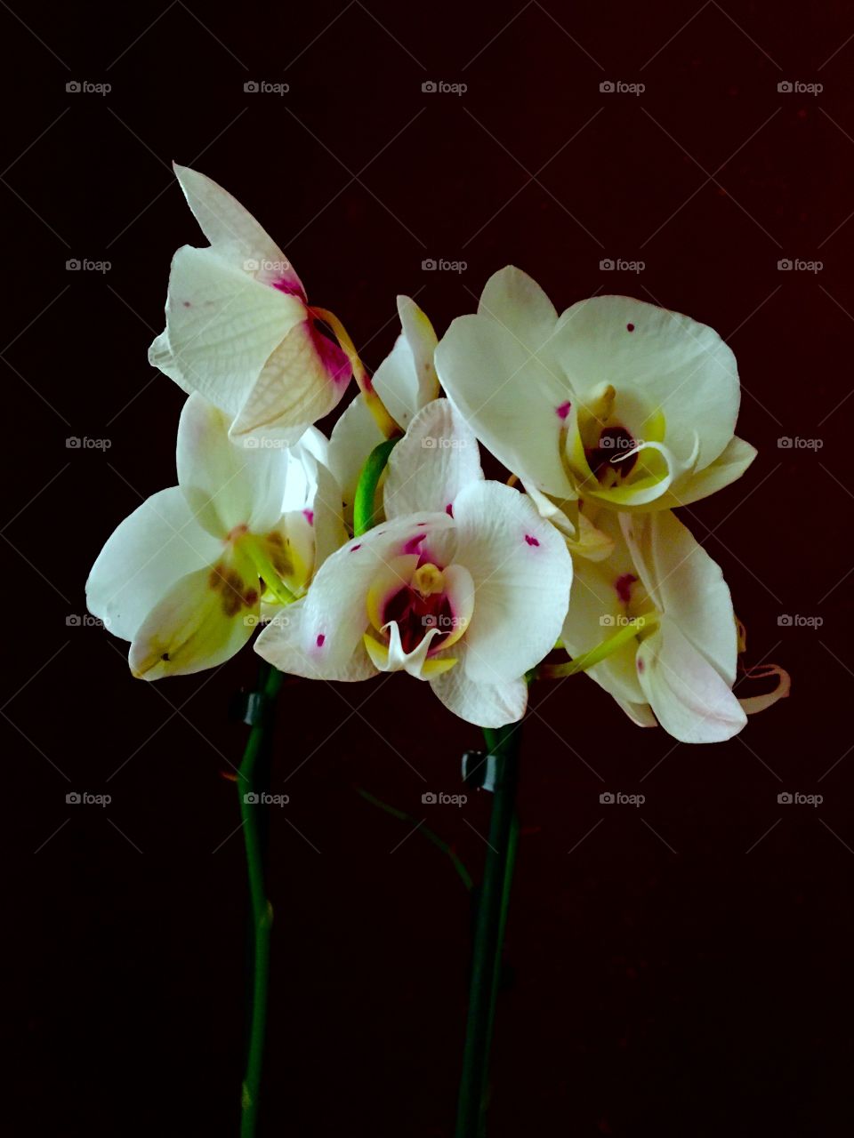 Orchidea 