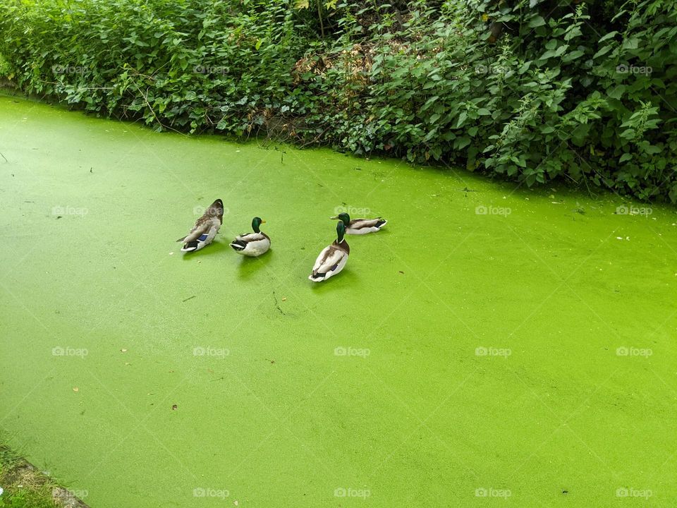 four mallard ducks sitting on something hidden under the green on top of the water. plants line the shore at the back of the frame