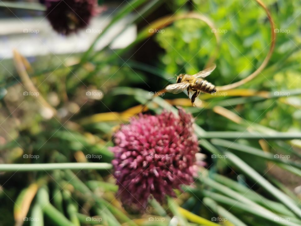 Bee