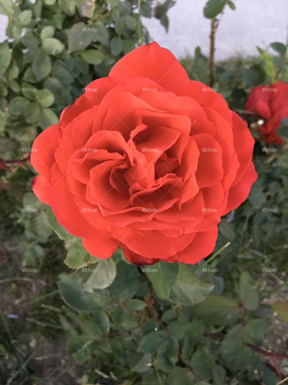 Red Rose