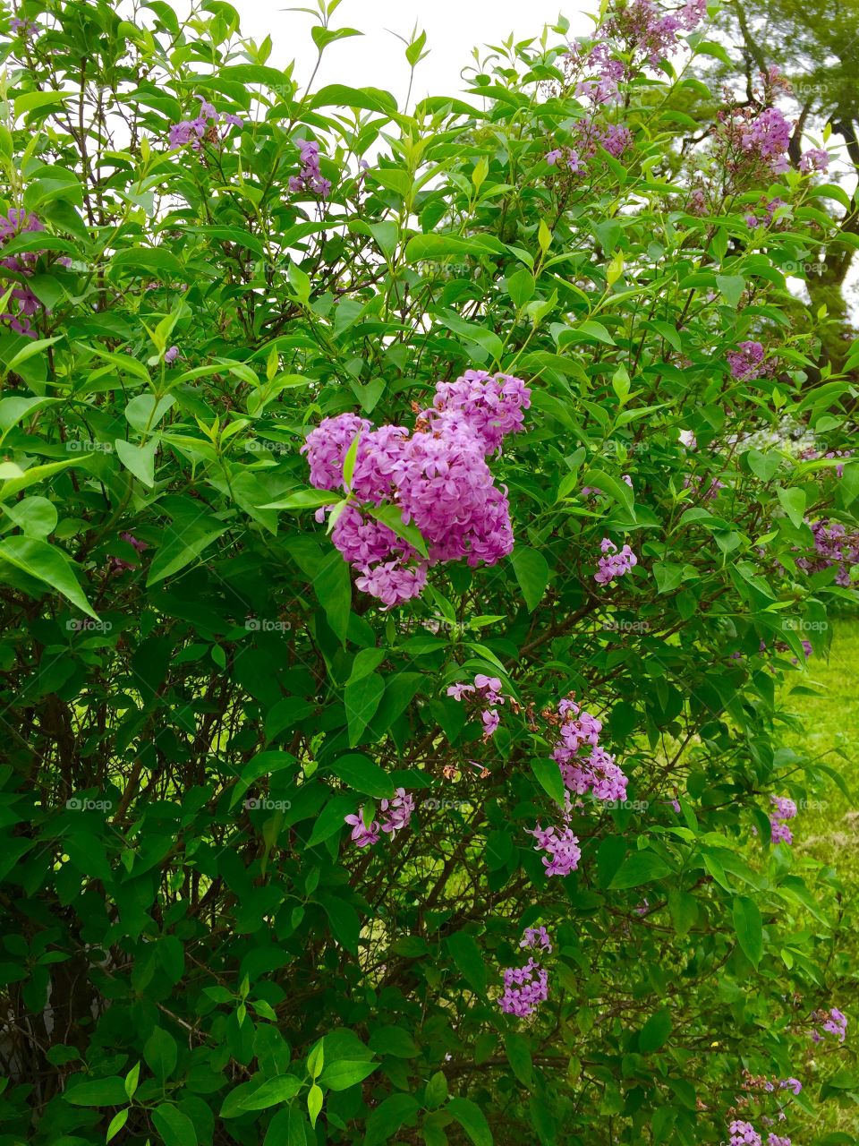 Lilac bush