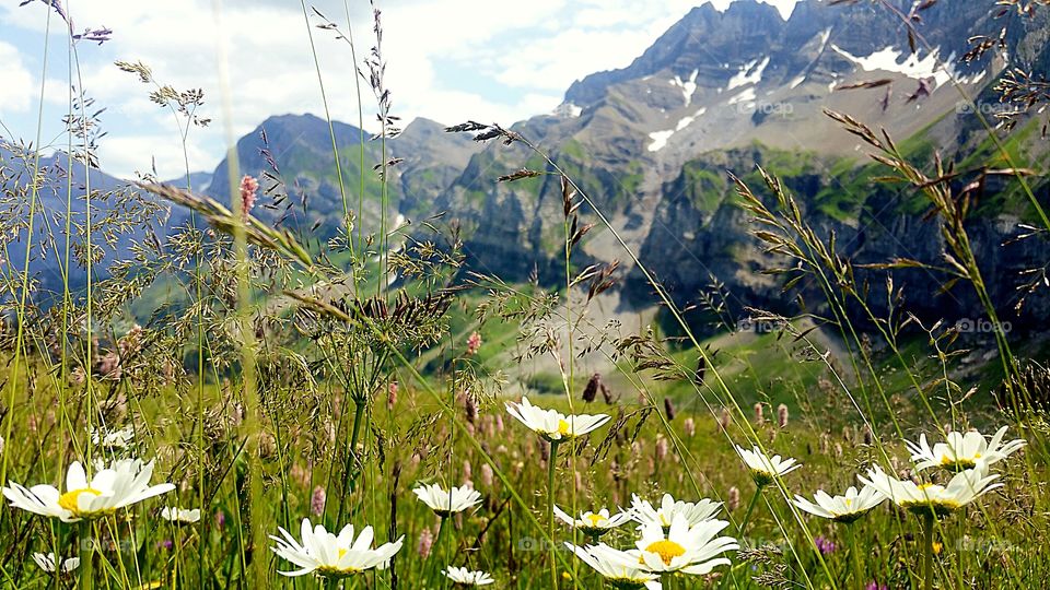 Mountain flower Gras
