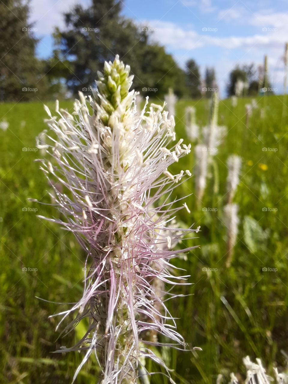 flower