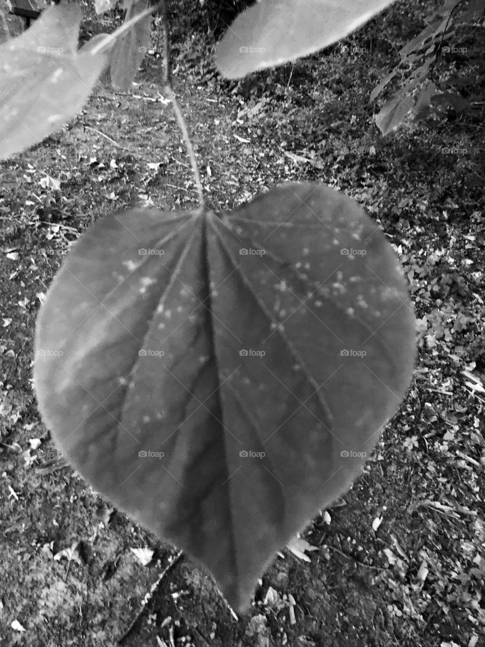 Leaf