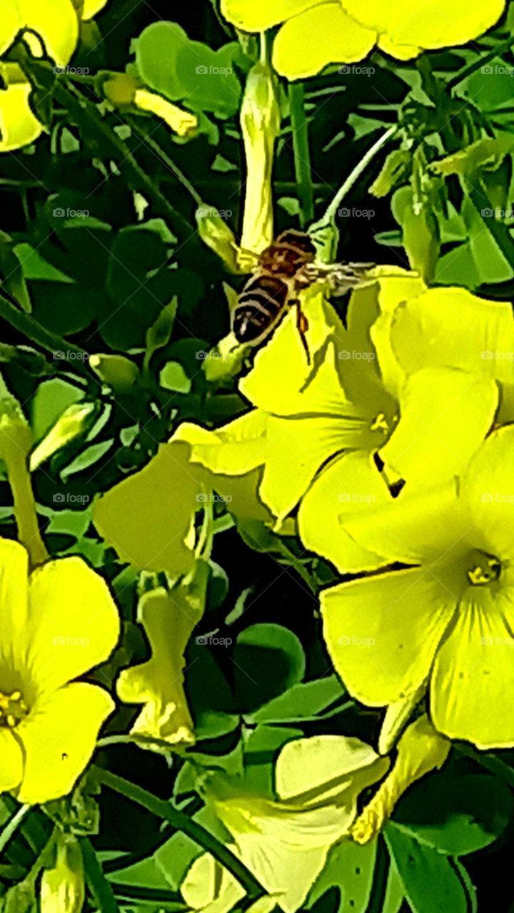 Abeja libadora en vuelo
