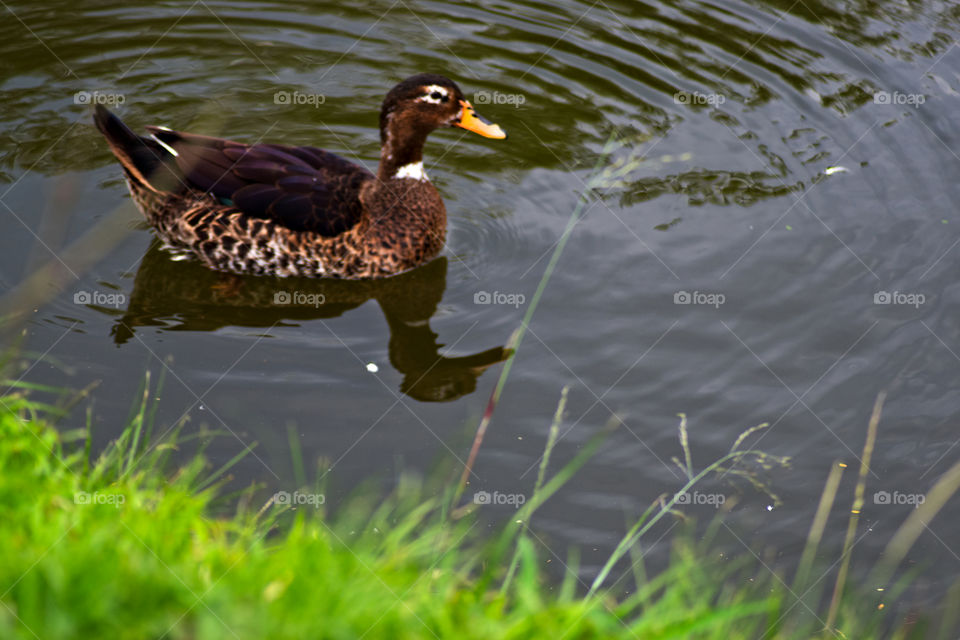 ducks in the meadow