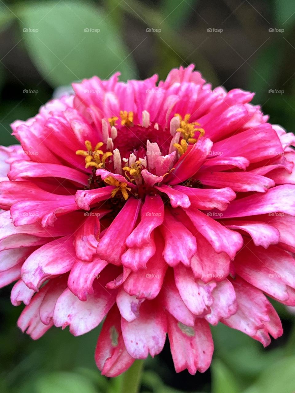 Beautiful bright pink flower