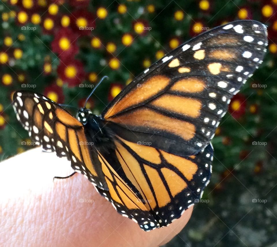 Monarch Butterfly 