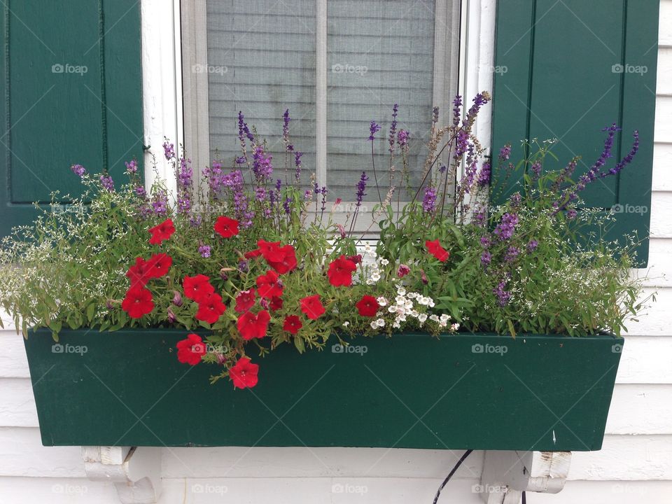 Flower. Michigan flower box before the cool weather sets in, color