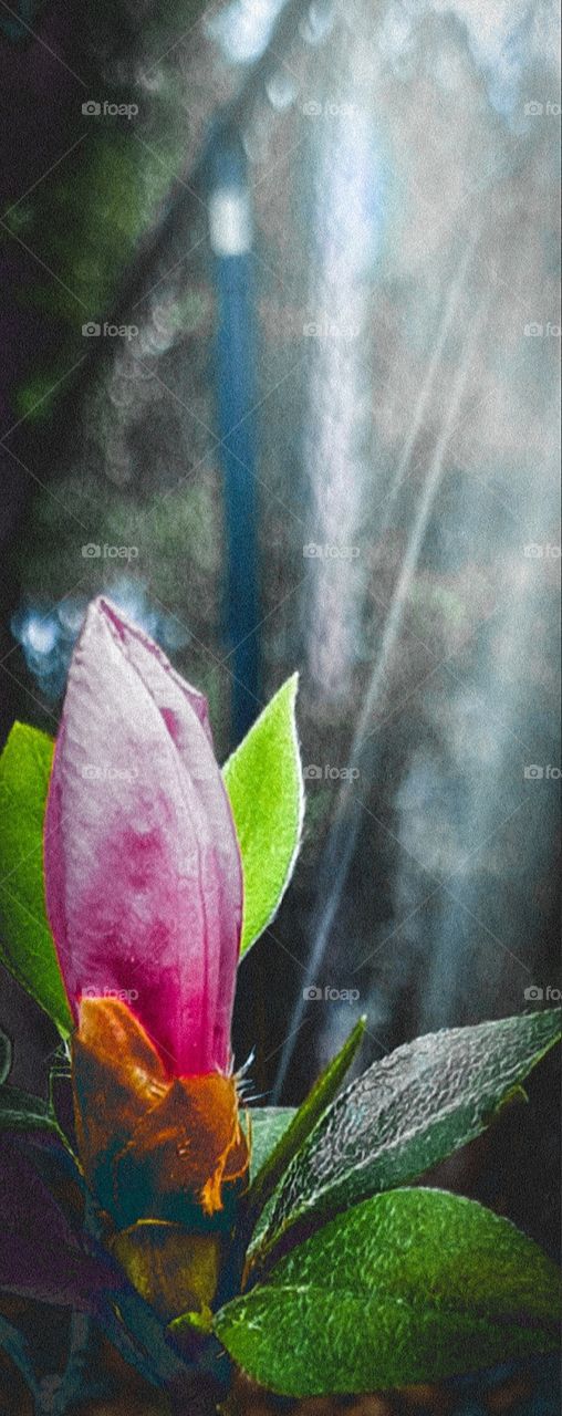 filtered sunlight on new bloom