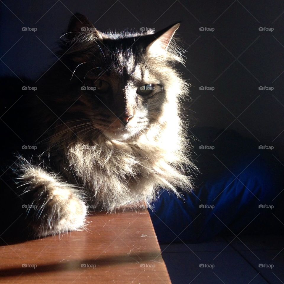 Cat in Sunshine