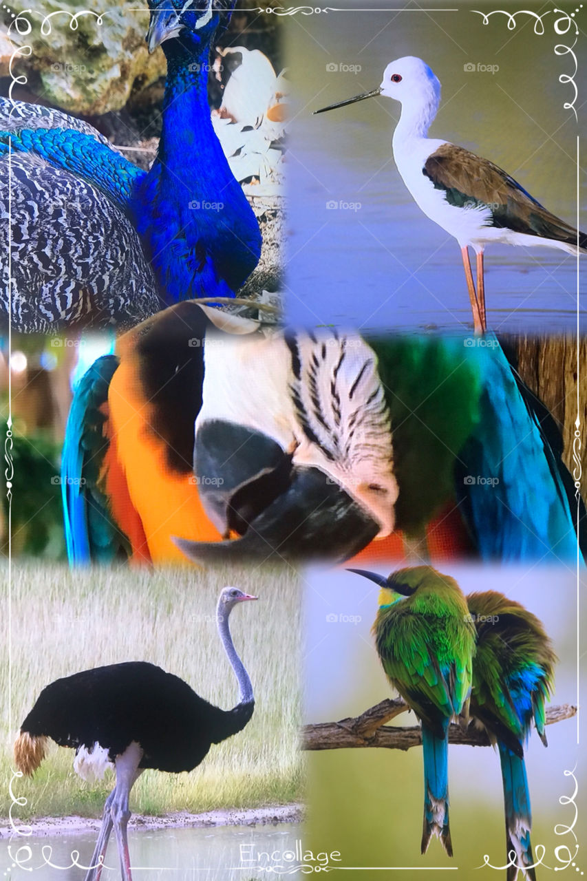 Collections of beautiful birds