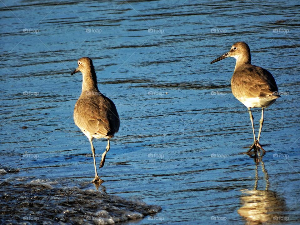 Shorebirds At Sunset. Curlews On A California Beach During The Golden Hour
