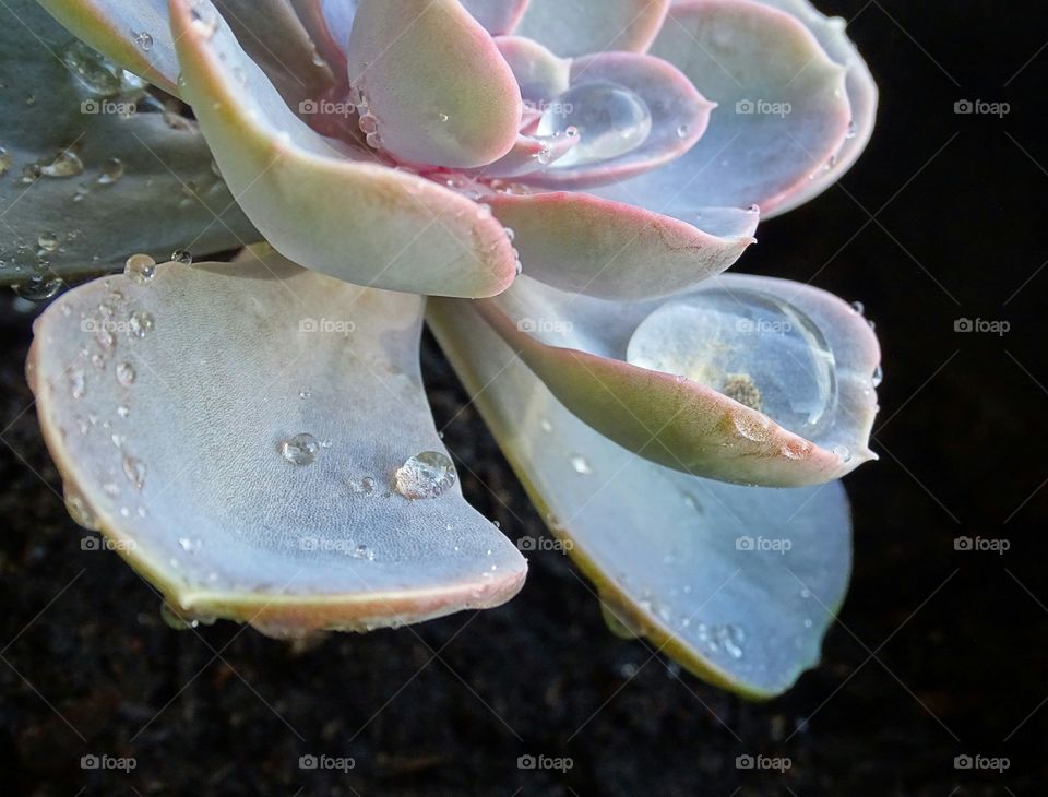 Water drops on succulent