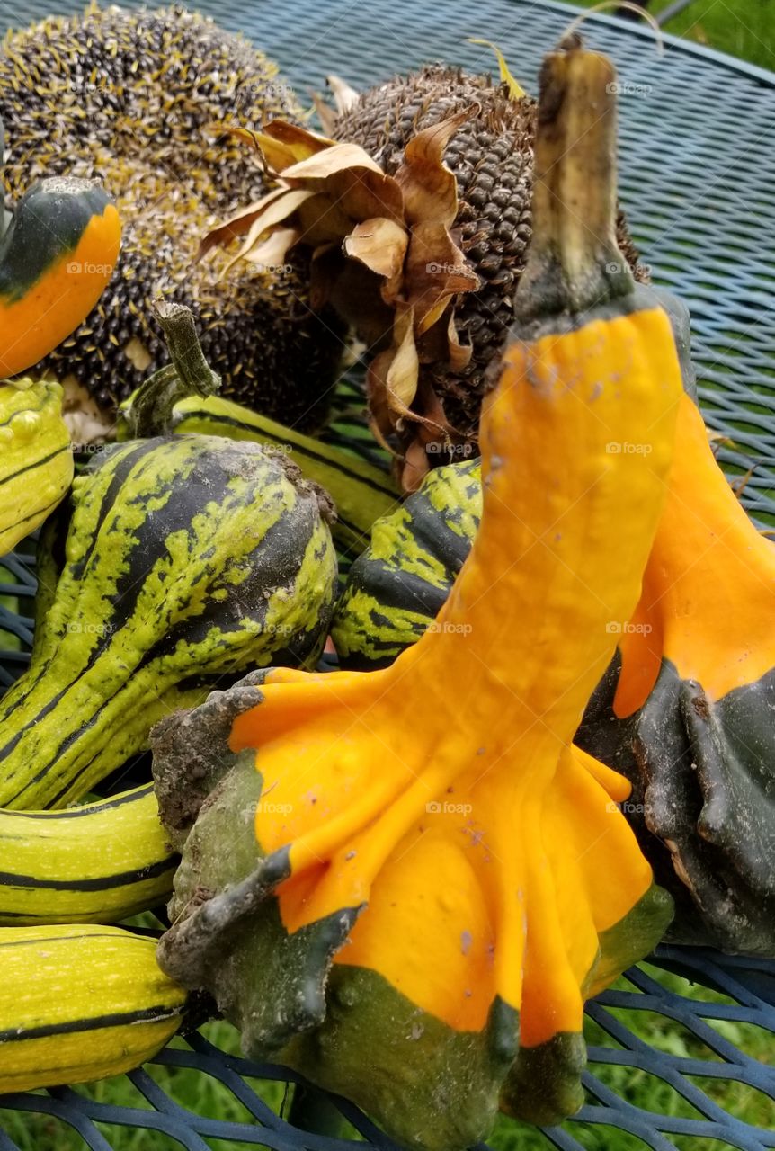 Pumpkin, No Person, Thanksgiving, Fall, Pasture