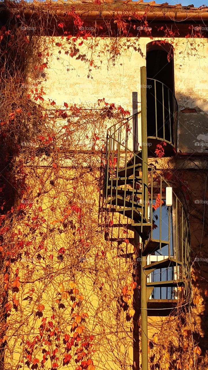 spiral staircase outside a house covered with colorful wild wines autumn