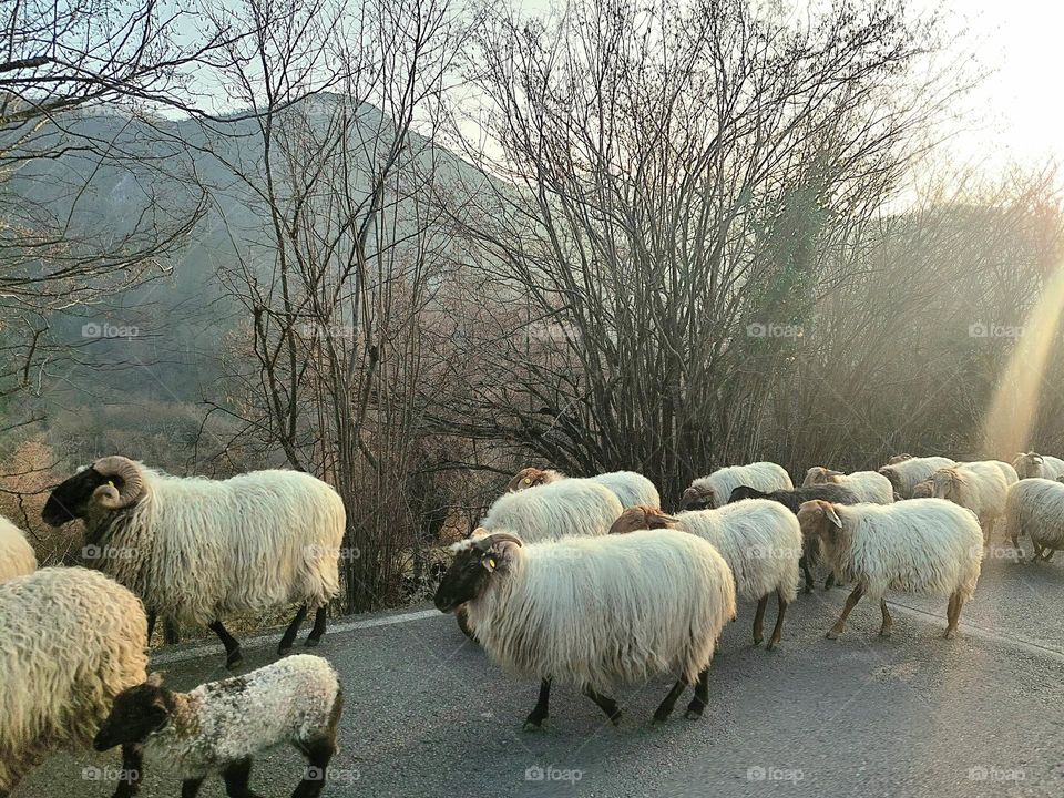 Sheeps on the road
