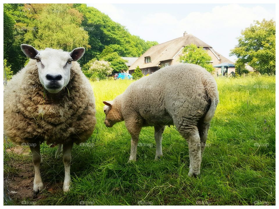 Some beautiful fluffy sheep