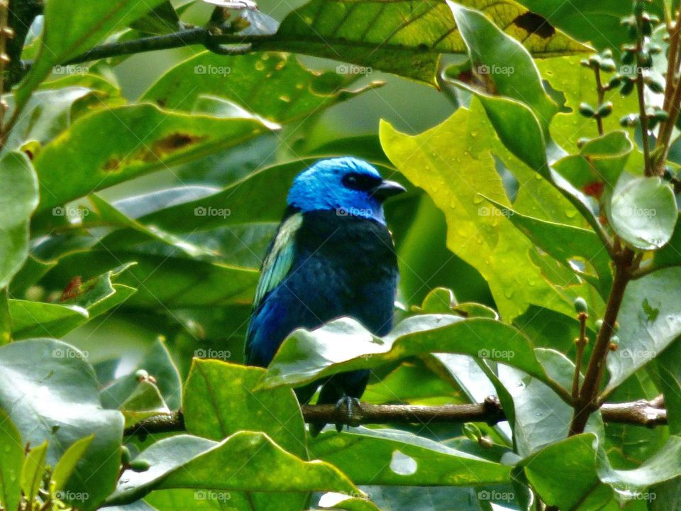 Beautiful bird. Blue. Nature 