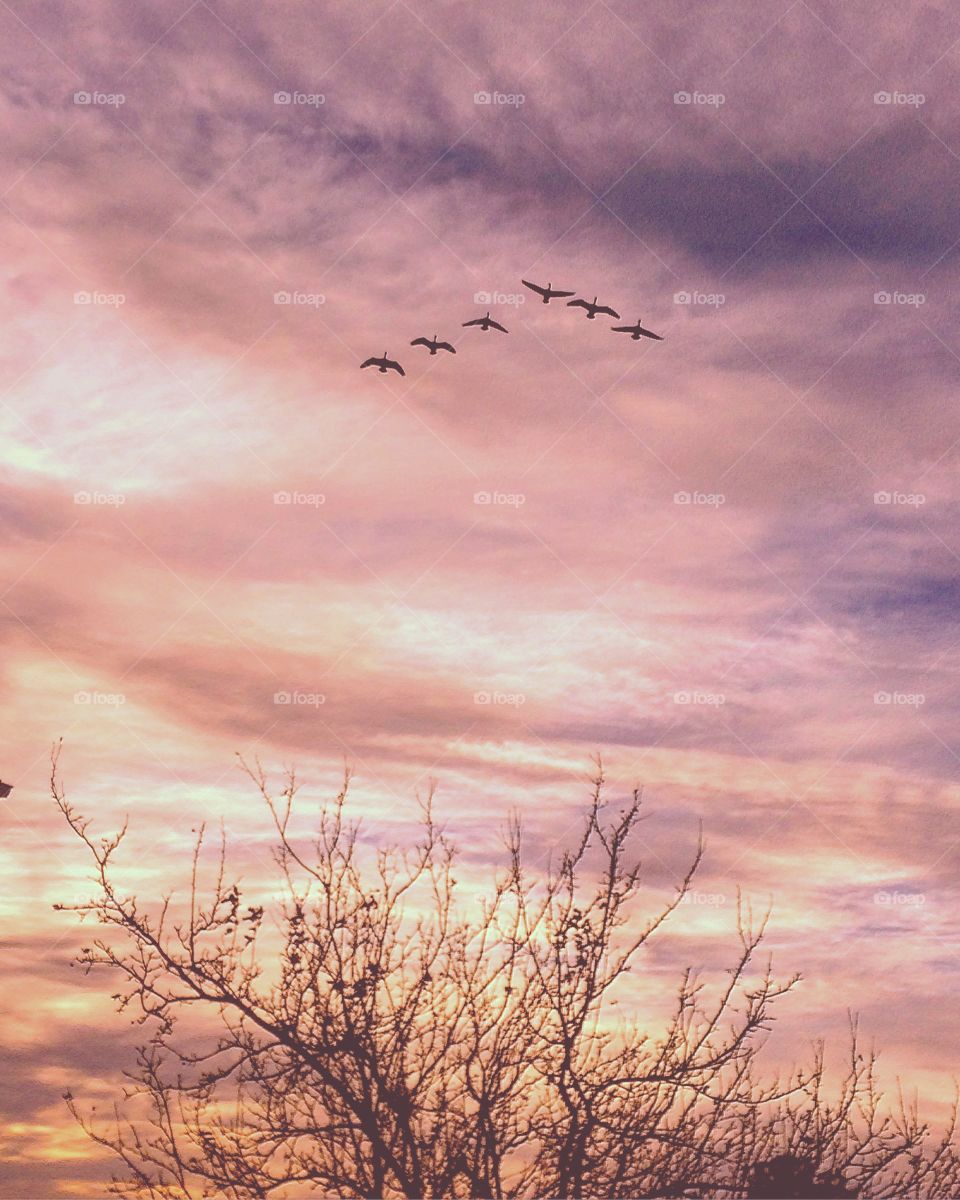 Geese in flight 