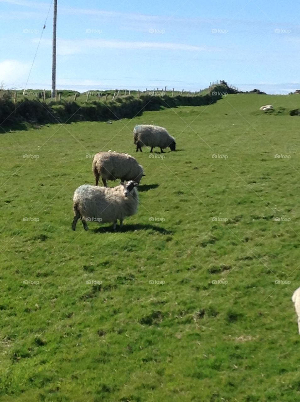 Sheep in Ireland 
