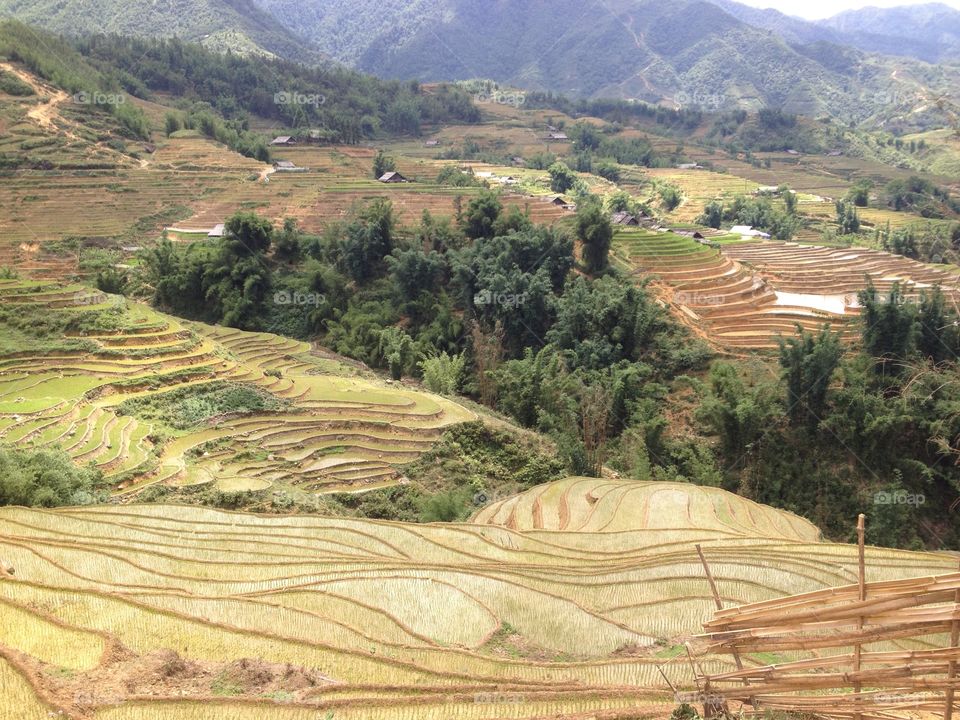 Vietnamese rice fields 