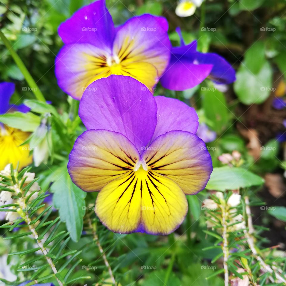 The yellow purple flower