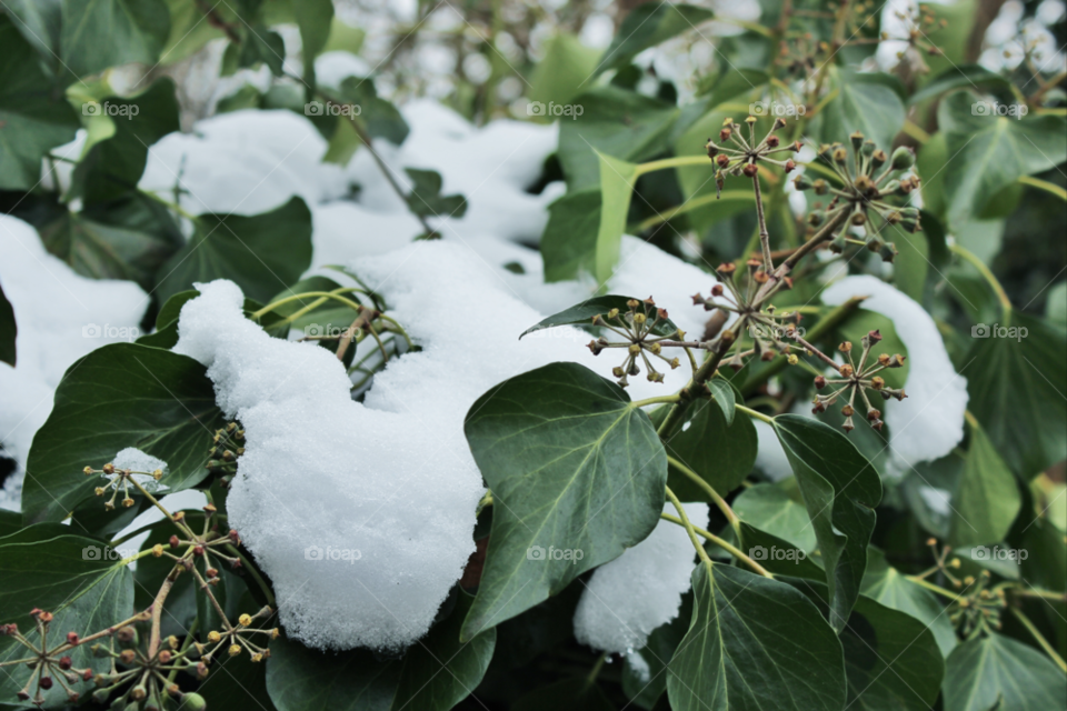 snow winter green nature by twilite