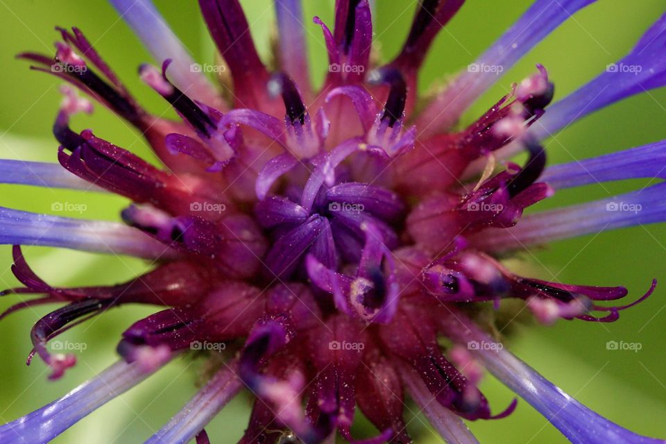 Violet Cornflower