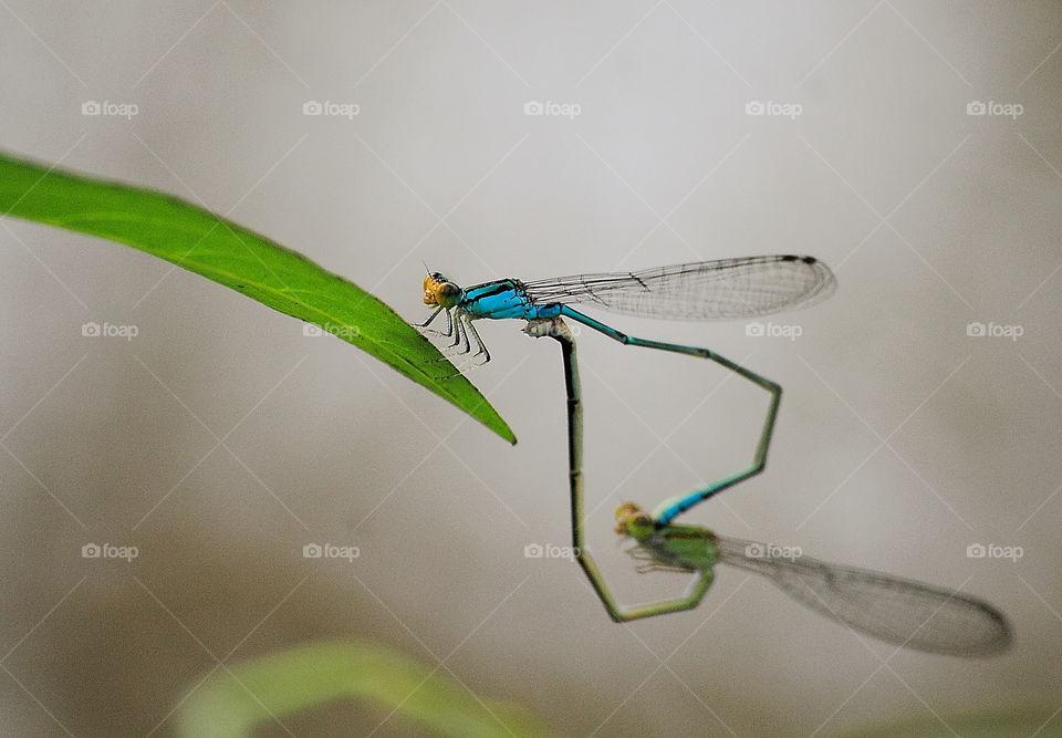 Blue riverdarmself . Completed wheels of copulation stage darmfly. Incommon species of freshwater near the ricefield when the wet season's coming.