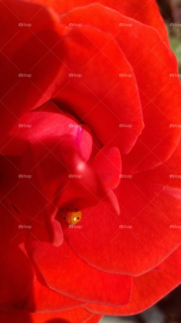 ladybug in a red rose