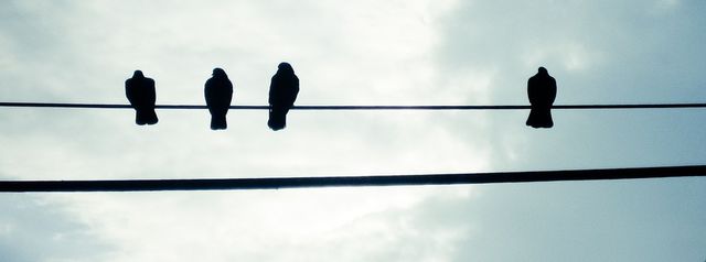 bird