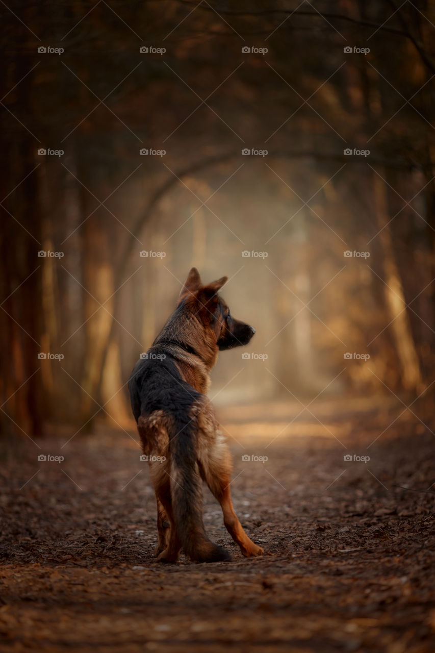 German shepherd dog walking in an autumn park 