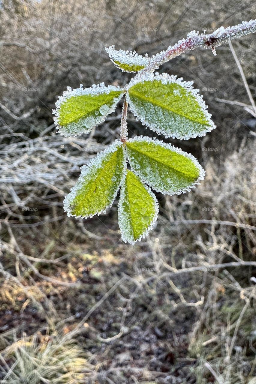 Closeup of frozen green leaves covered with beautiful white frost on a cold winter day in the nature 