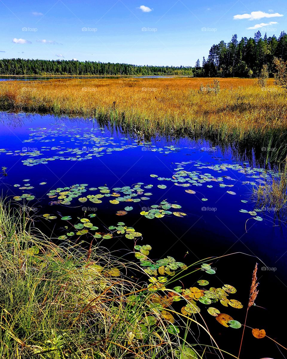 From an excursion to the svamp