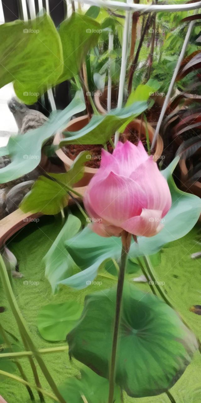 I like Lotus