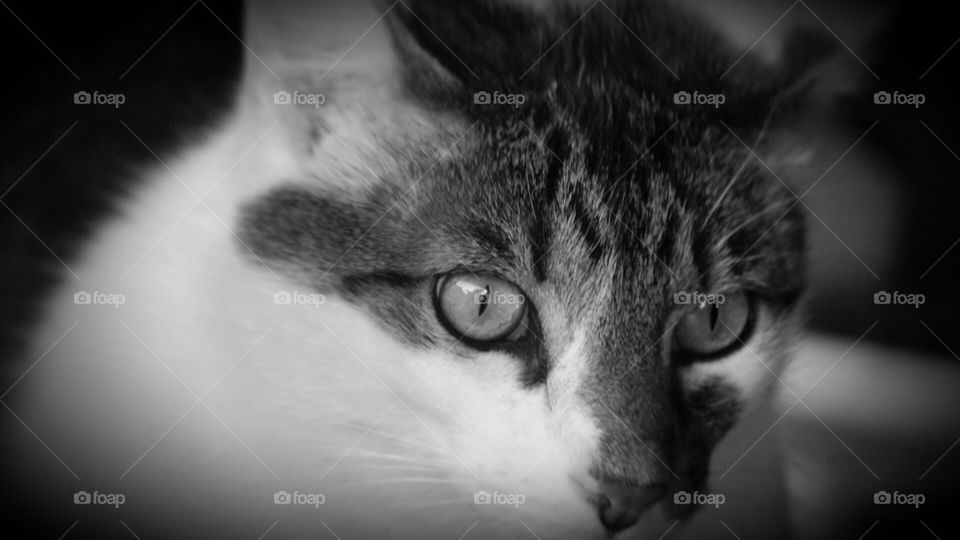 Cat black and white photo