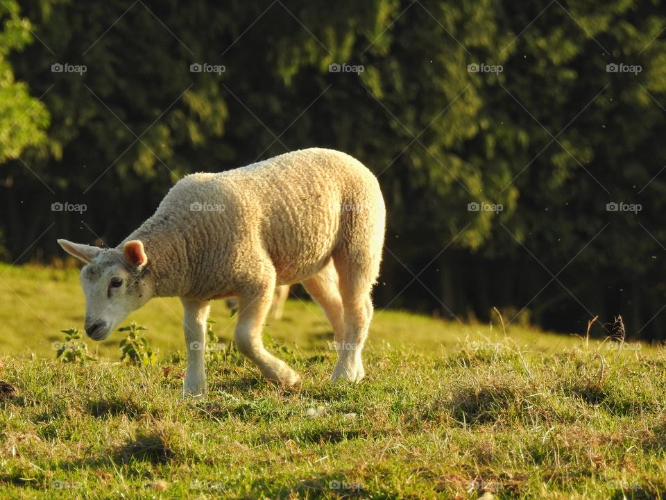 Grazing Sheep 