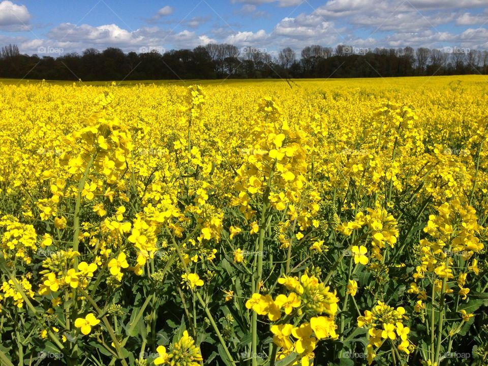 Yellow rapeseed