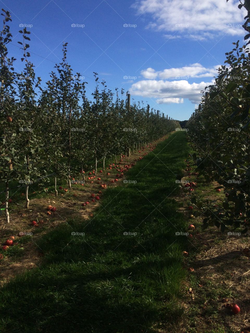 Apple-picking: a fall must-do on Long Island.